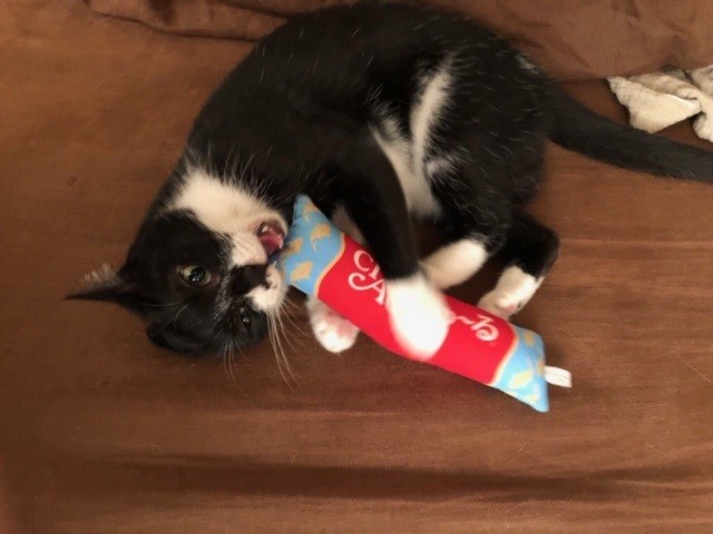 まだまだ子猫気分なの