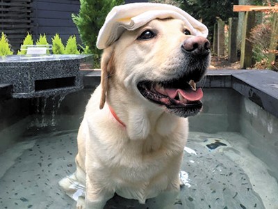 進化した「ペット同伴旅行」！　目指すは「ペットファースト」