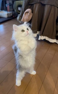 背筋ピーンとした仁王立ちの子猫ちゃんがTwitter上で話題を集めた（ネコランドさん提供）