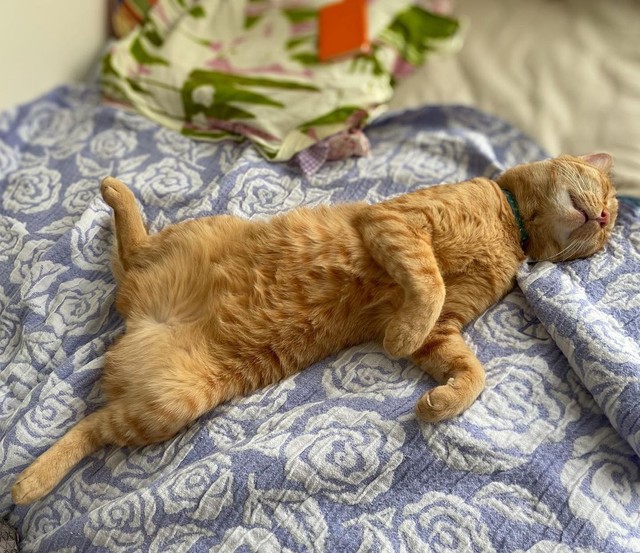 くっちゃ寝、くっちゃ寝