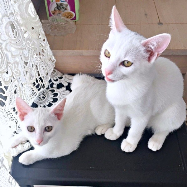 すくすくと成長した心ちゃん、空ちゃん（画像提供：ねこいろ日記さん）
