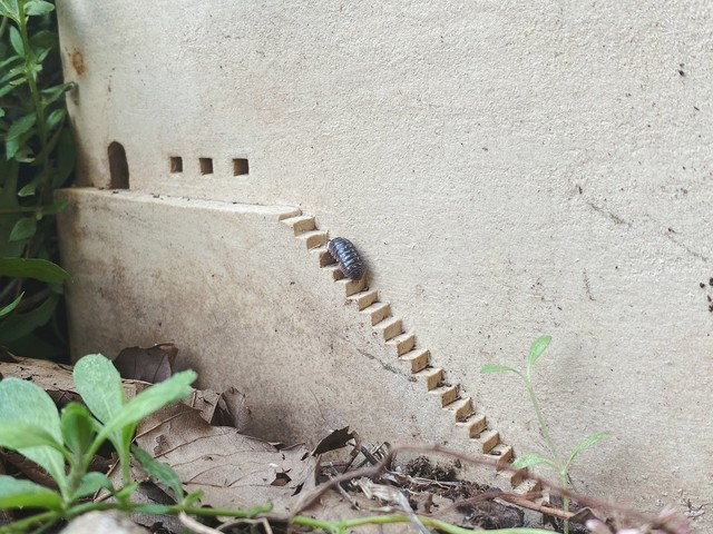 「おじゃまします～」階段を上るダンゴムシさん（画像提供：うさみ あやかさん）