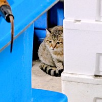 2026年1月中旬頃、物陰に隠れるキィちゃんを発見（画像提供：アヴェマナヴさん）