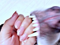 きれいなネイルに、おとびくんの歯が触れた瞬間を激写（画像提供：おとび シベリアンハスキー（カイヌシ：ナルコ）さん）