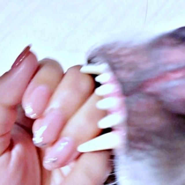 きれいなネイルに、おとびくんの歯が触れた瞬間を激写（画像提供：おとび シベリアンハスキー（カイヌシ：ナルコ）さん）