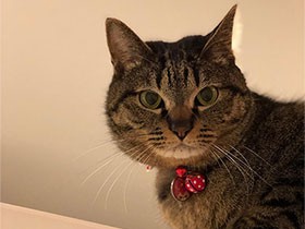 仲良し先住犬とレスリングするのが大好き　保護猫「ナッチャン」