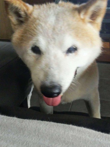 ぐいぐいとドアップ！　黒々とした目が愛を訴えている（提供：あすかさん）