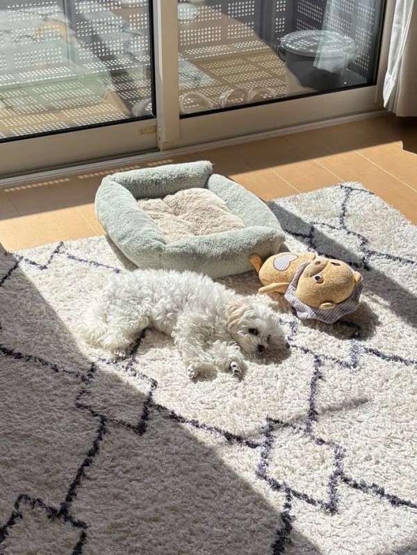 まるで「事故現場」！？ 無造作に置かれたベッドやぬいぐるみ、そして愛犬（画像提供：天使のイッヌさん）