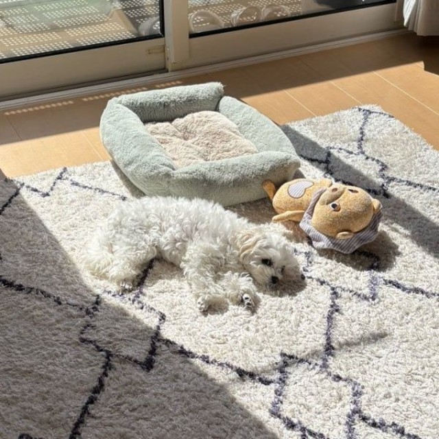 まるで「事故現場」！？ 無造作に置かれたベッドやぬいぐるみ、そして愛犬（画像提供：天使のイッヌさん）