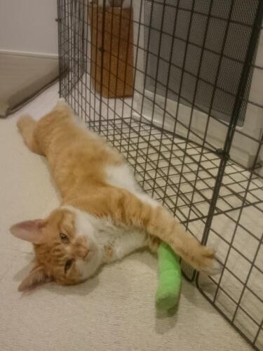 家にきたころの「ミサきち」