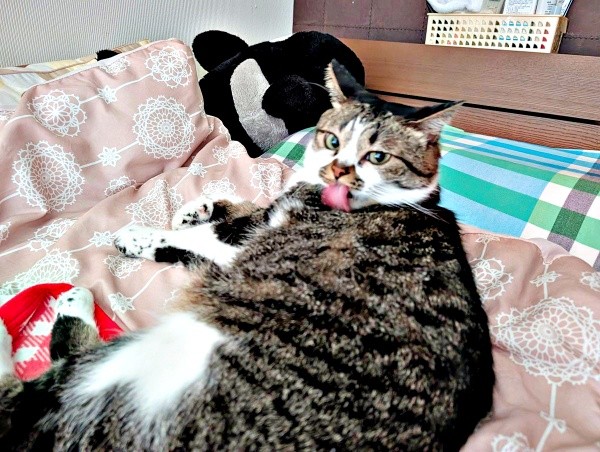 飼い主さんが頬ずりしたところを舐めるかるびちゃん（画像提供：みけねこざっきーさん）