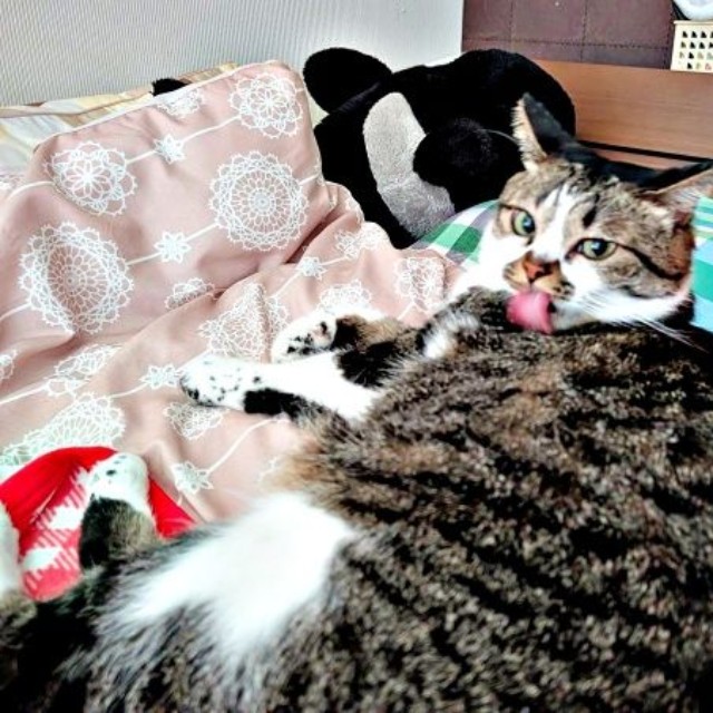 飼い主さんが頬ずりしたところを舐めるかるびちゃん（画像提供：みけねこざっきーさん）