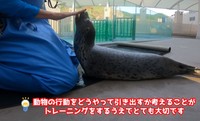飼育員の手のひらに口先を当てる練習中