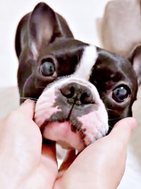 飼い主さんにモチモチ撫でられるぶーちゃん（画像提供：ぶー︙フレブル×ボステリMixさん）