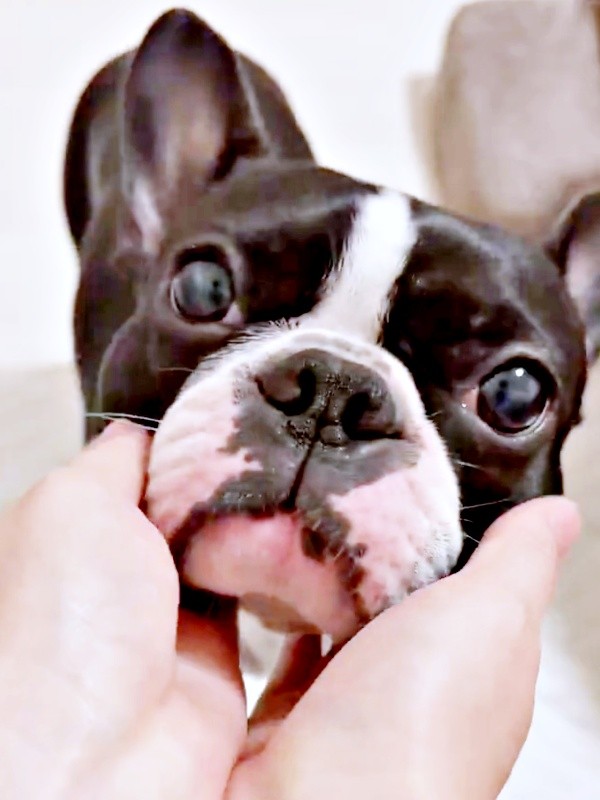 飼い主さんにモチモチ撫でられるぶーちゃん（画像提供：ぶー︙フレブル×ボステリMixさん）