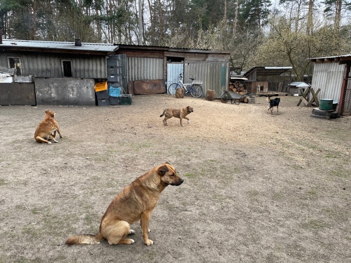 ウクライナの私営のシェルター