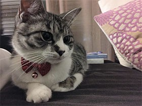 実家の猫から「フーッ！」　2泊3日で仲良くなれるか