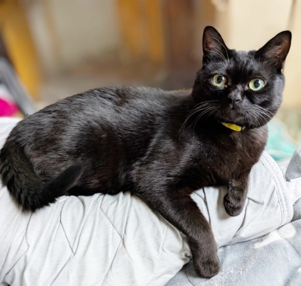 飼い主さんの枕の上でくつろぐ望那くん（画像提供：彩月&萌花にゃんさん）