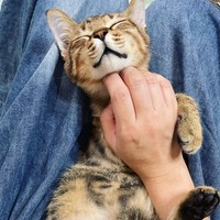 「気持ちいいにゃ〜」と、親兵衛くん＝親兵衛（しんべえ）さん（@shin_bei22）提供