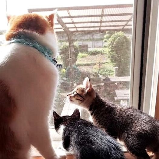 久子さん提供　子猫たちとすぐ仲良くなったちゃたお