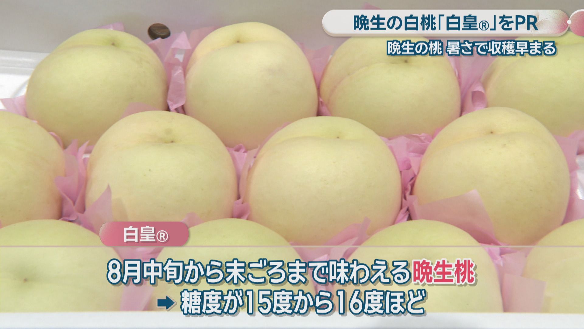 ⭐️Sternschnuppe☆彡様★専用出品★岡山県産【白皇】4キロ満杯 県オリジナル品種の白桃「白皇Ⓡ」 生産者らが岡山市長を表敬訪問 晩生