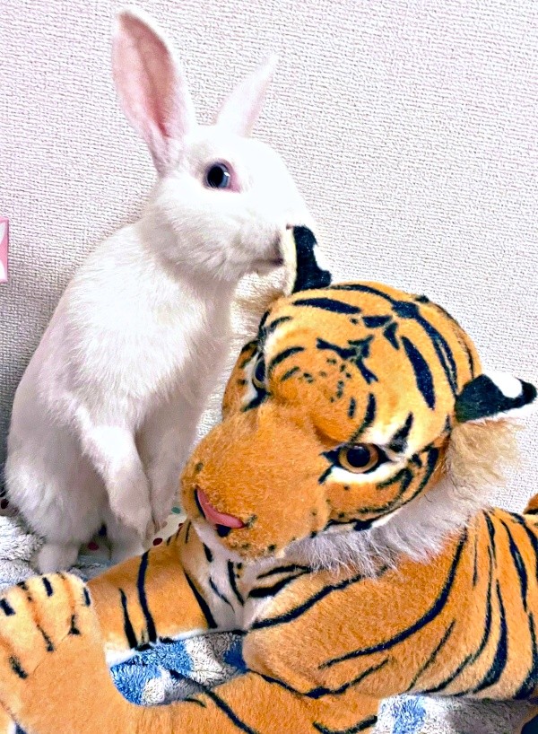 2021年6月、お迎え初日のアイスくん（画像提供：アイス 主：みみさん）