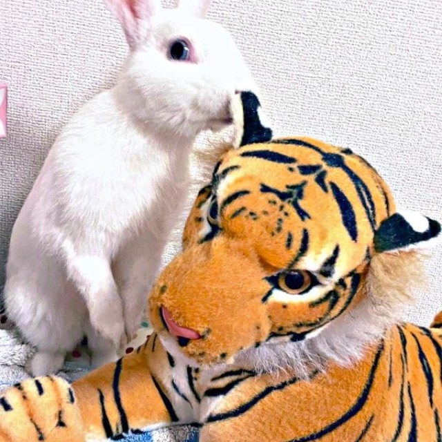 2021年6月、お迎え初日のアイスくん（画像提供：アイス 主：みみさん）