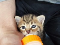 ミルクから育てられた＝渡邉さん提供

