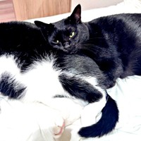 「枕にする猫」。はちちゃんのお尻に顔をのせてくつろぐくうちゃん（画像提供：hachi_quuさん）