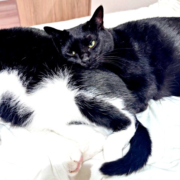 「枕にする猫」。はちちゃんのお尻に顔をのせてくつろぐくうちゃん（画像提供：hachi_quuさん）