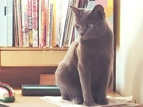 きょうだいで一番臆病だった子猫　迎えられた家でヤンチャ発揮