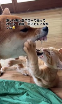 迫力満点の表情でじゃれ合う豆柴のちゃまるちゃんと、元保護猫のわさびくん（画像提供：@chamaru0617さん、Instagramよりキャプチャ撮影）