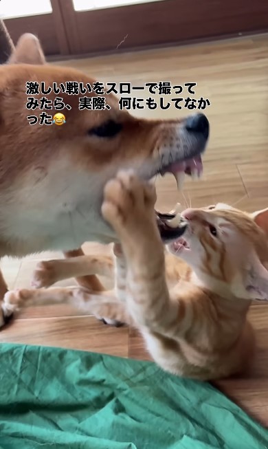 迫力満点の表情でじゃれ合う豆柴のちゃまるちゃんと、元保護猫のわさびくん（画像提供：@chamaru0617さん、Instagramよりキャプチャ撮影）
