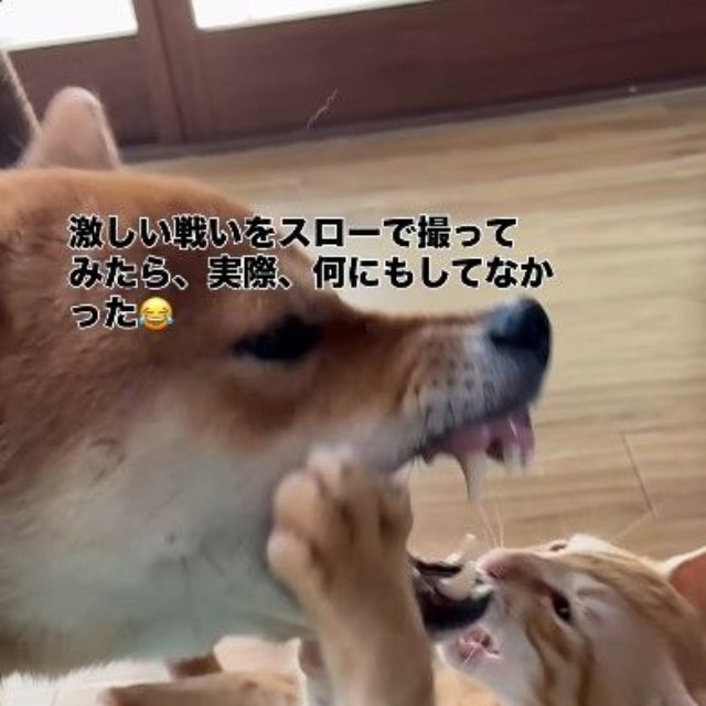 迫力満点の表情でじゃれ合う豆柴のちゃまるちゃんと、元保護猫のわさびくん（画像提供：@chamaru0617さん、Instagramよりキャプチャ撮影）