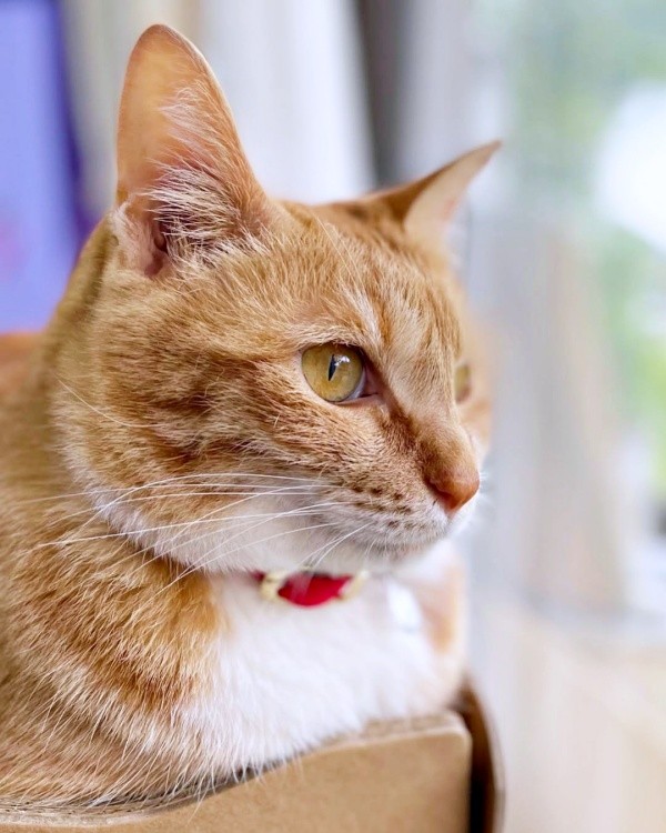 窓辺で外を見つめるちいちゃん（画像提供：ちーちゃん-Mari-うるちゃんさん／Instagram）