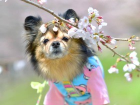 ん？あれはお友達かな　好奇心旺盛なミックス犬の「あんず」