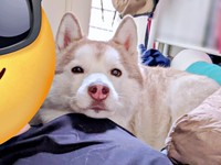 パパ大好き！ アゴを肩に乗せて甘えるおもちちゃん（画像提供：ハスキーおもちさん）