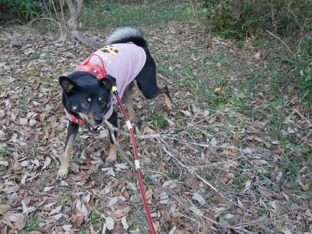 山生まれだから？山が大好きだというニトラちゃん