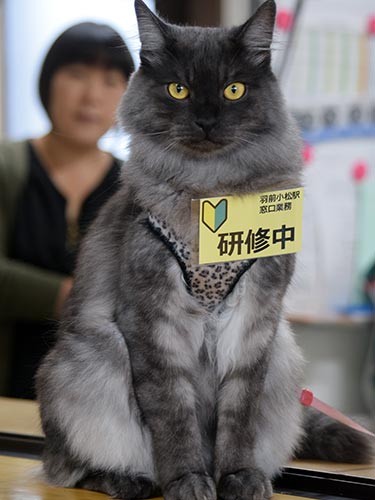 駅長になる「しょこら」。後ろで細谷さんが見つめる