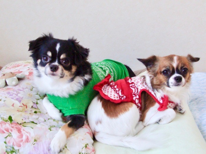 弟のむさし（左）は４歳の時に袋をかぶる事故で急に旅立ったという。その後ひめも旅立ち、１匹になったりんごのもとにミルキーがやってきた