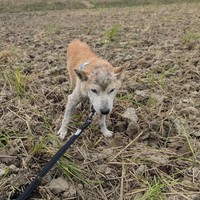 保護当時の迷い犬は、薄汚れて皮膚もカサカサでした（提供：@UfedMLxsFWF92ufさん）
