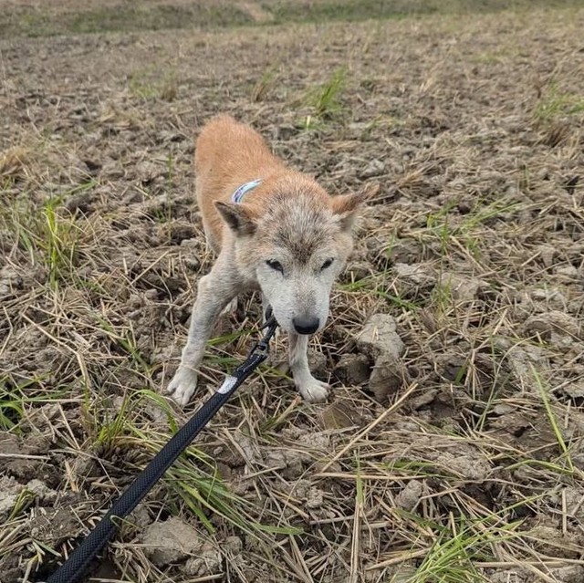 保護当時の迷い犬は、薄汚れて皮膚もカサカサでした（提供：@UfedMLxsFWF92ufさん）
