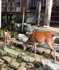月輪寺の境内は現在、野生の鹿の楽園になっているという（画像提供：月輪寺【公式】）