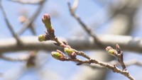 岡山での開花予想は…