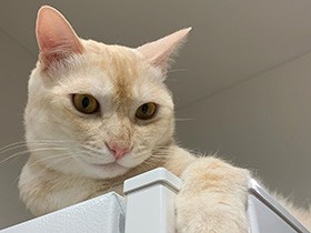 おっと！　冷蔵庫はぼくの物だにゃ　アメショーミックス「もか」