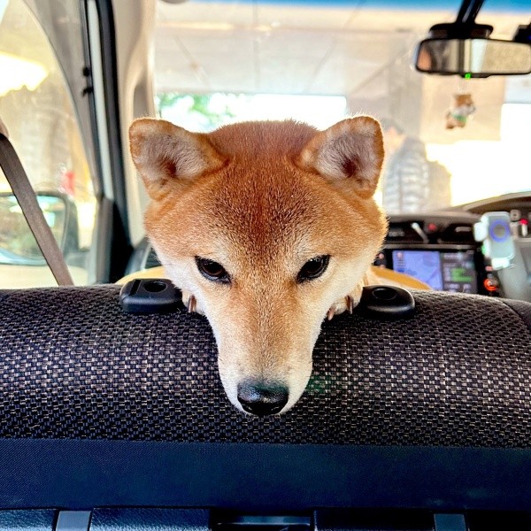助手席から後ろをのぞくランちゃん（画像提供：柴犬ランちゃん お転婆日記さん）