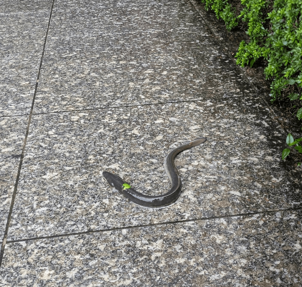 雨の路上でうなだれるうなぎ。静岡の名物は、お店だけでなく道端にも出没する（画像提供：ヒロメネスさん）