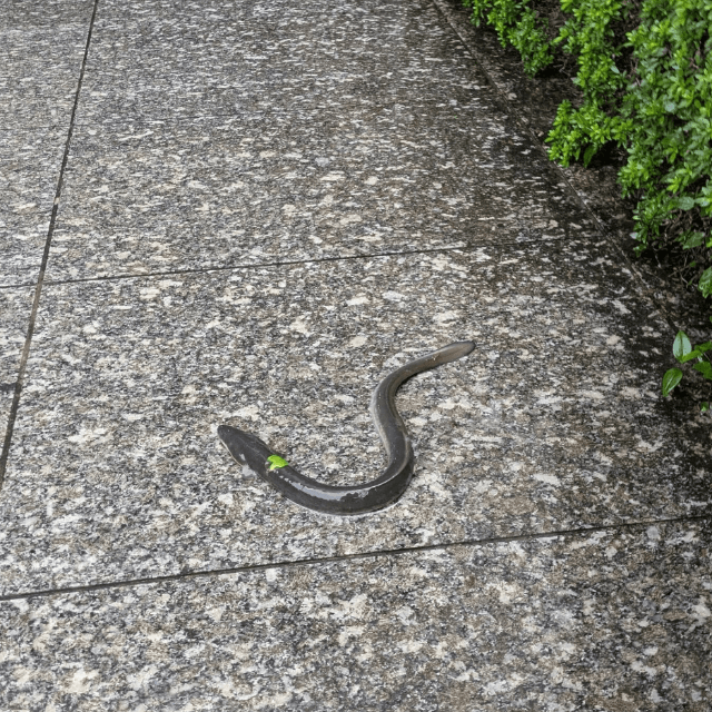 雨の路上でうなだれるうなぎ。静岡の名物は、お店だけでなく道端にも出没する（画像提供：ヒロメネスさん）