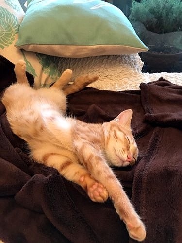 すっかりくつろいで寝ています