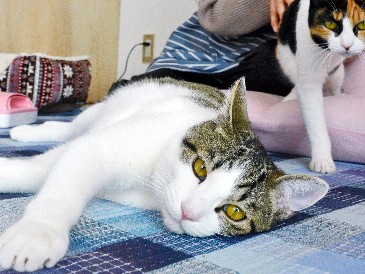 保護猫、飼ってみませんか？　救える命、猫カフェで支えて